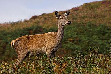 类银河恶魔城游戏《Vampire's Veil》Steam页面开放 发售日待定